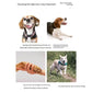Braided Cotton Rope Dog Toy