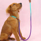 Colorful Outdoor Dog Leash