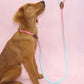 Colorful Outdoor Dog Leash