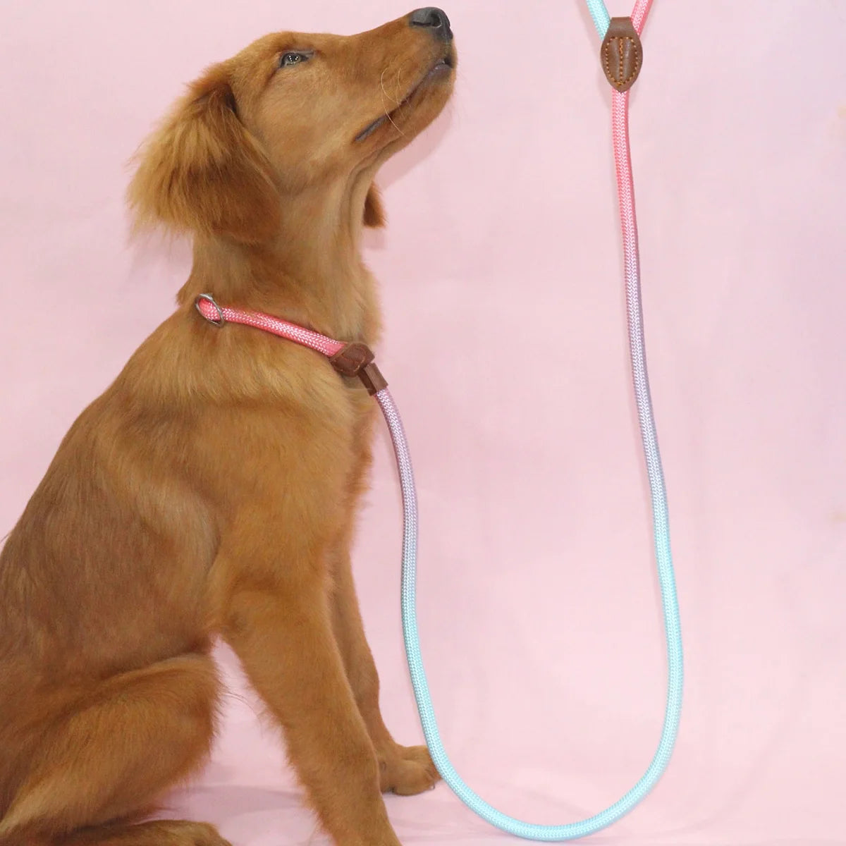 Colorful Outdoor Dog Leash